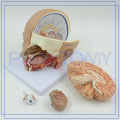 PNT-1632 life size human brain model